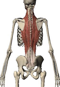 骨盆前倾原因_骨盆前倾改善方法_髋关节训练椅