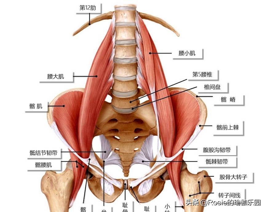 久坐腰痛髋部僵紧缓解方法_髋关节灵活度锻炼动作_髋关节训练椅