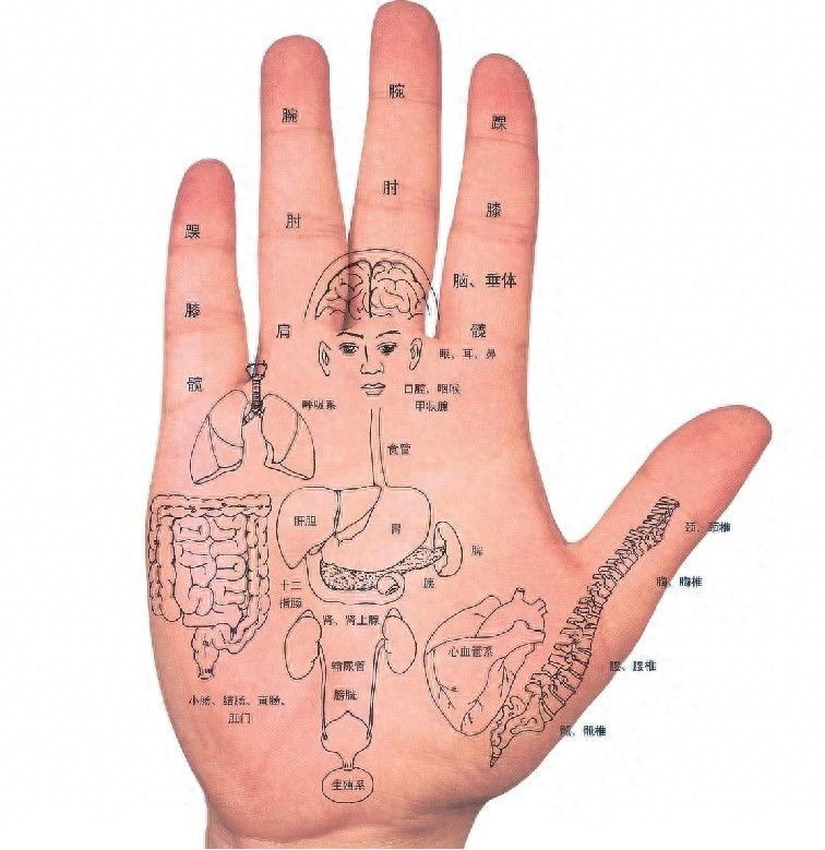 开yun体育app入口登录 中医手诊实用指南：从手部信号读懂健康，科学调理有讲究