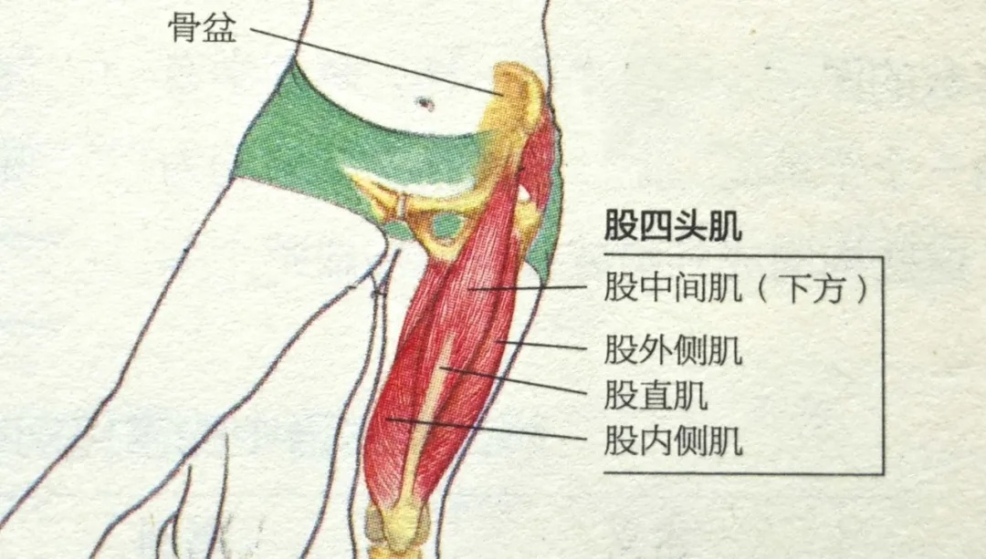跑步膝盖酸痛怎么办_股四头肌锻炼方法_股四头肌训练椅