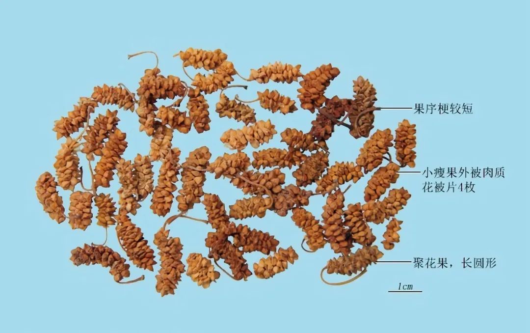 蔡泽 游说 说服范雎_蔡泽者 燕人也