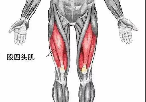 长期办公室膝关节疼痛原因_股四头肌锻炼方法缓解膝盖疼痛_股四头肌训练椅
