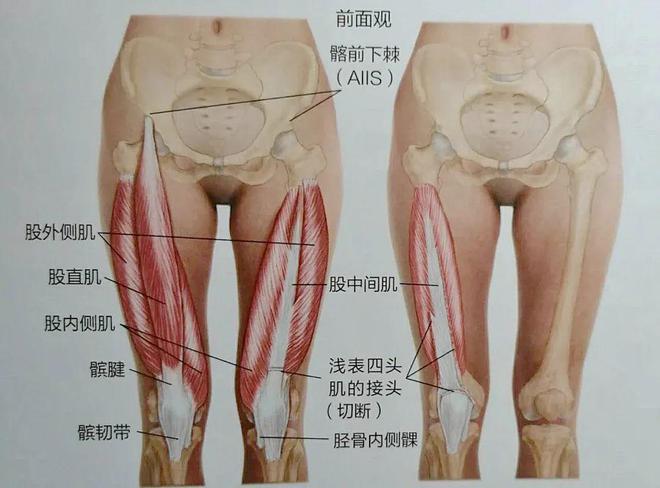 股四头肌训练椅_股四头肌锻炼方法缓解膝盖疼痛_长期办公室膝关节疼痛原因