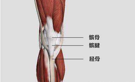 股四头肌训练椅_股四头肌锻炼方法缓解膝盖疼痛_长期办公室膝关节疼痛原因