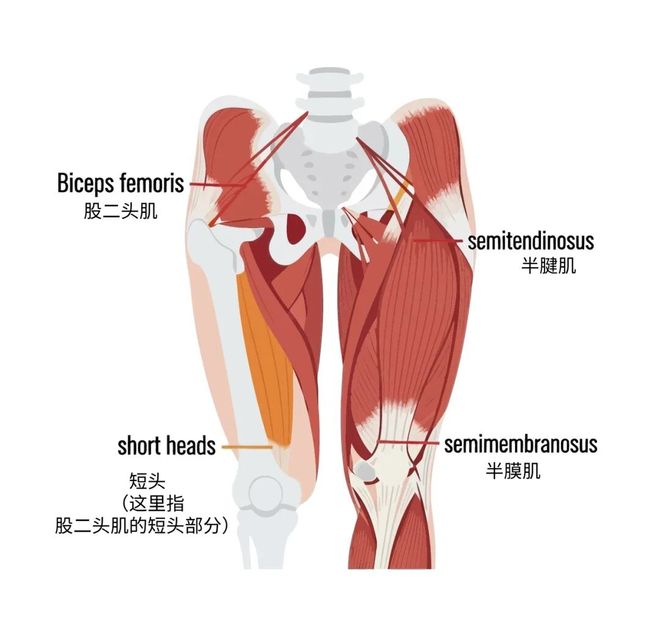 股四头肌训练椅_腘绳肌重要性_腘绳肌锻炼方法