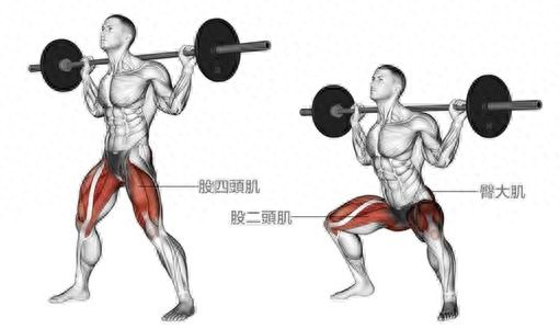 股四头肌保护膝盖作用_股四头肌训练方法_股四头肌训练椅