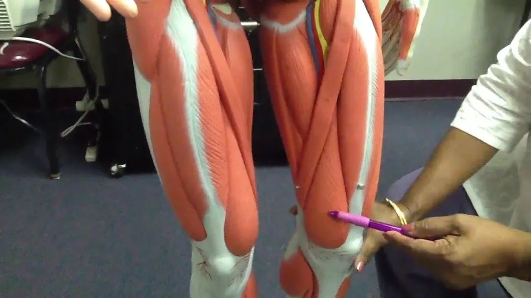 股四头肌训练椅_股四头肌肌腱撕裂症状_股四头肌肌腱解剖