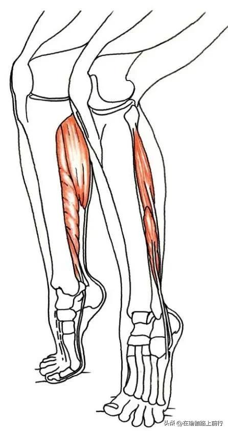 幻椅式变式_增强下肢肌肉力量_股四头肌训练椅