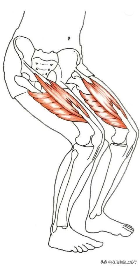 股四头肌训练椅_增强下肢肌肉力量_幻椅式变式