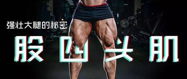 锻炼股四头肌正确方法_股四头肌经典动作_股四头肌训练椅
