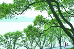 微信运动步数排行_春雨计步器如何卡步数_微信运动步数多少算健康