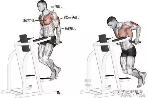 健身用缠手带还是手套_健身解剖词汇_健身入门词汇